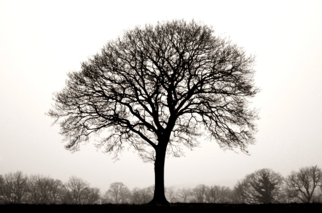 "Perfect Tree" - Creative Commons image by Dave Morris